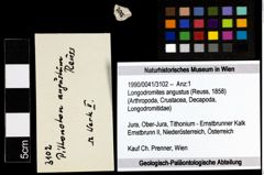 Foto (Objekt + Etiketten) von Longodromites angustus (Reuss, 1858) 